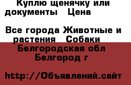 Куплю щенячку или документы › Цена ­ 3 000 - Все города Животные и растения » Собаки   . Белгородская обл.,Белгород г.
